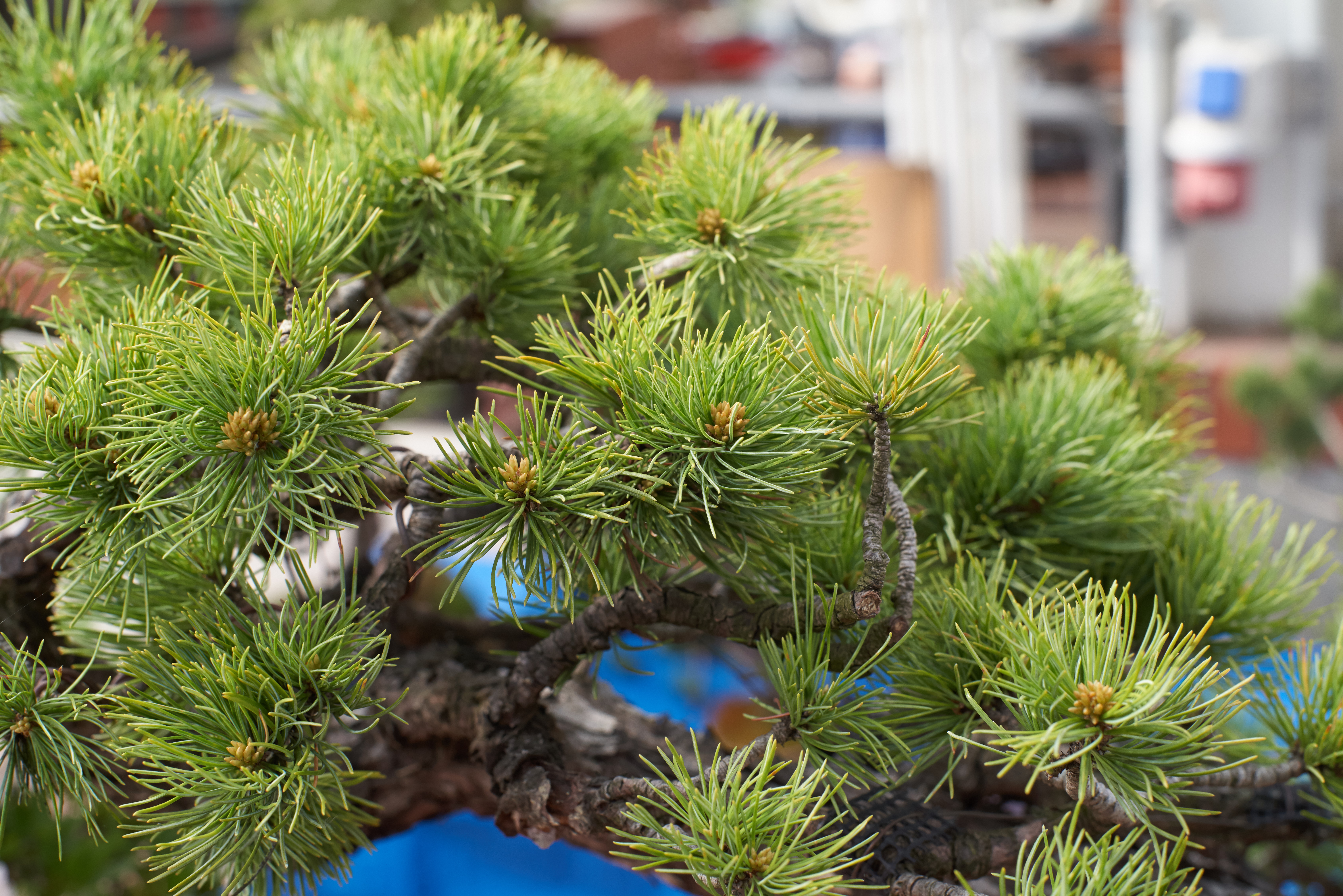 6_BCB_und_Freunde_20190511_CHW_8418 6_BCB_und_Freunde_20190511_CHW_8418